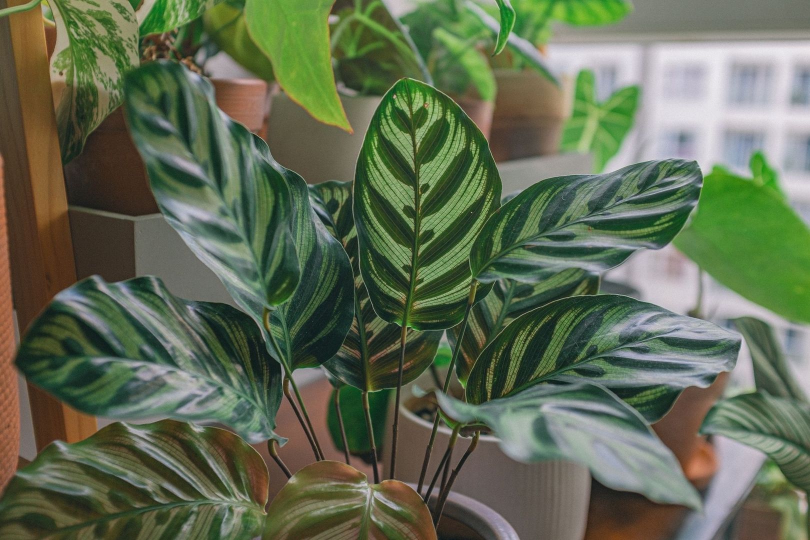 Lush potted calathea leaves with striped green patterns indoors