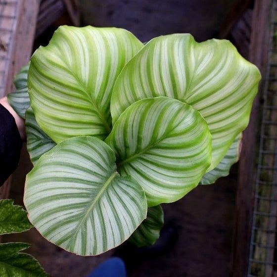 Close-up of lush, striped green Calathea orbifolia leaves