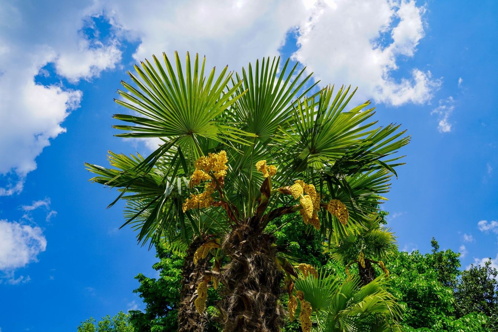 Hardy fan palm with yellow flower clusters beneath a blue sky