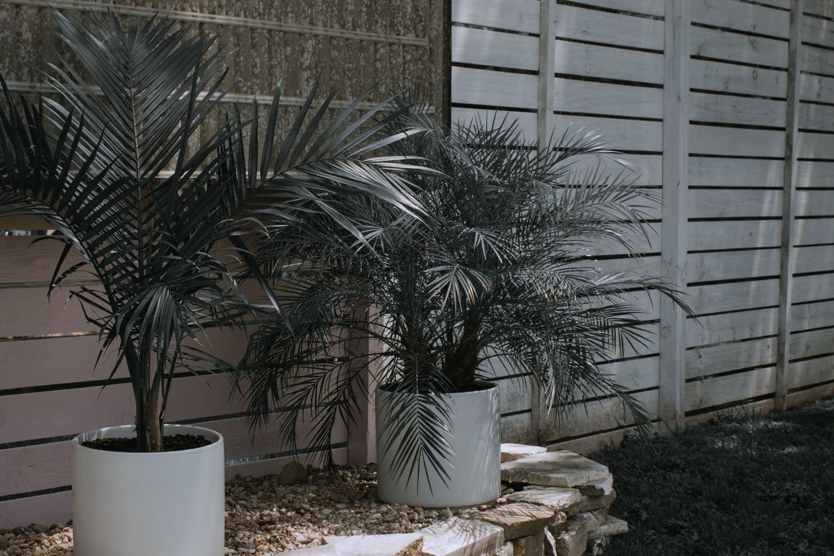 Two potted palms arranged beside a slatted privacy fence