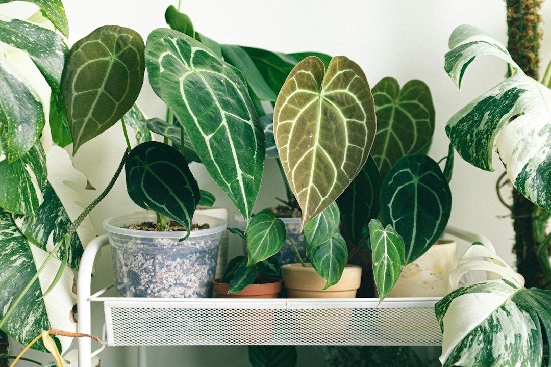 Grouped tropical houseplants arranged closely on a white shelving unit