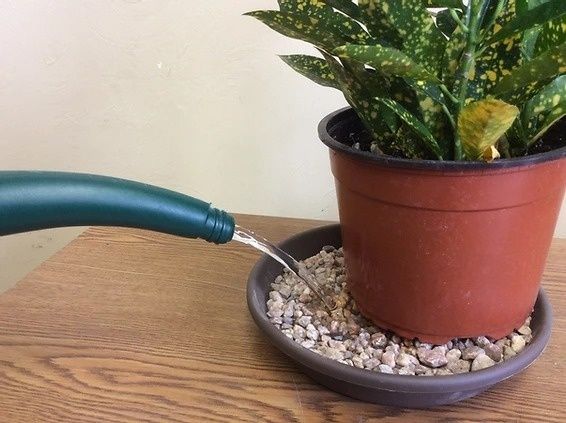 Watering a potted houseplant on a pebble-filled humidity tray