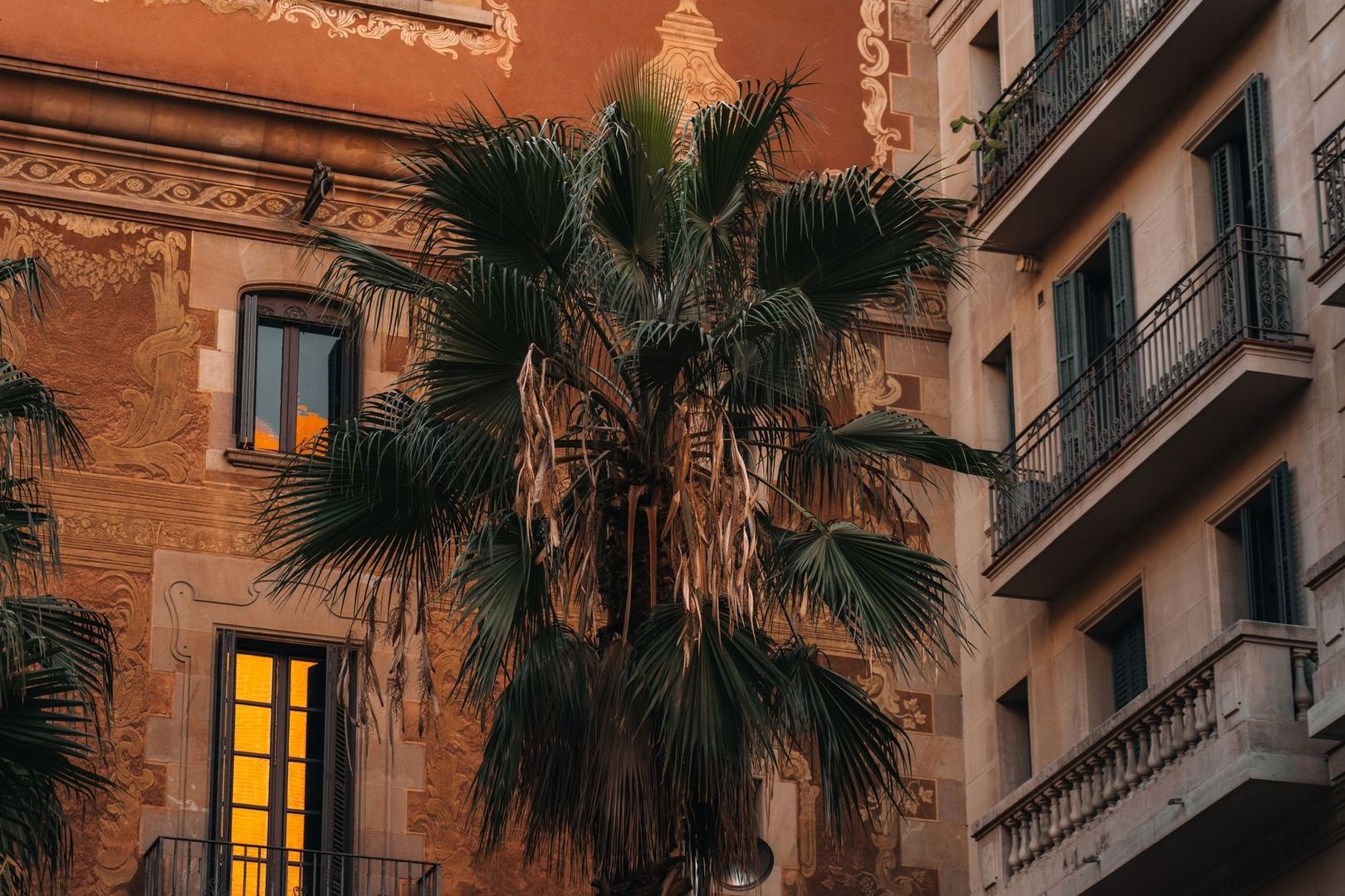 Palm tree filling an ornate urban courtyard beside balconies